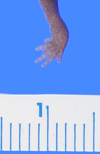 Media type: image; Herpetology A-44573